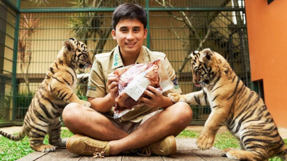 Anak Harimau Peliharaan Alshad Ahmad Mati, Netizen Serang IG Sepupu Syahnaz Sadiqah: Habitat Harimau di Hutan, Bukan di YouTube!