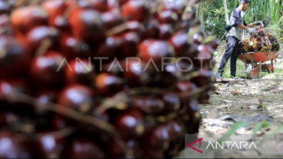 Harga Jual TBS Sawit di Nagan Raya Naik Jadi Rp1.940/Kg