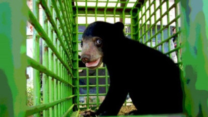 BKSDA Riau Terima Bayi Beruang Madu dari Warga Indragiri Hulu