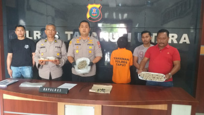 Polisi Tangkap Bandar Narkoba Jenis Ganja di Tapanuli Utara