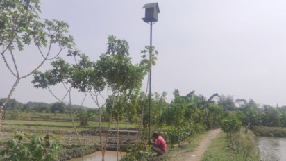 Demi Usir Hama Tikus, Desa di Gresik Ini Bangun Puluhan Rumah Burung Hantu di Sawah