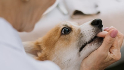 Marak Gigitan Anjing di Inhil, 3 Warga Positif Rabies dan 1 Meninggal Dunia