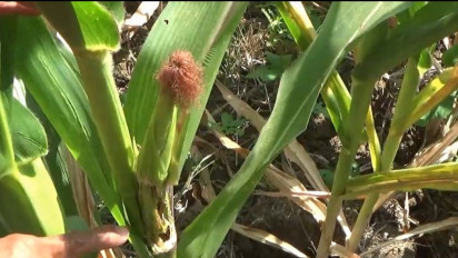 Diserang Hama Tikus dan Kekeringan, Jagung di Tuban Gagal Panen