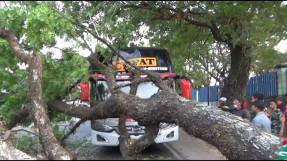 Lapuk Dimakan Usia, Pohon Mimba Roboh Timpa Bus Cepat Eka, Jalur Madiun-Ngawi Macet Total