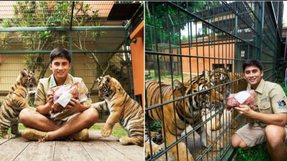 Selidiki Penyebab Kematian, Organ Dalam Harimau Benggala Milik Alshad Ahmad Sedang di Periksa di Laboratorium IPB