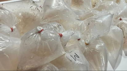 Ditreskrimsus Polda Kepri Gagalkan Penyelundupan 5.500 Ekor Benih Lobster ke Singapura