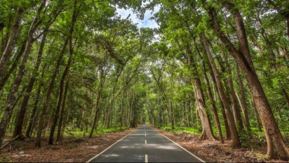 Berdoa di Goa, Empat Orang Pengunjung Alas Purwo Tersesat! Tim SAR Lakukan Pencarian