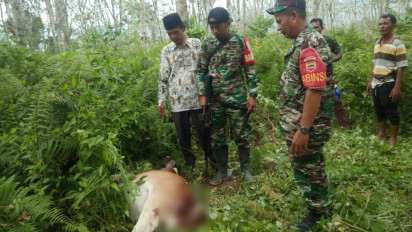 Pastikan Sapi Mati Akibat Serangan Harimau, BKSDA Padang Sidempuan Pasang Kamera Trap