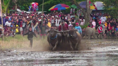 Mengintip Keseruan Karapan Kerbau Ala Petani Lumajang saat Sambut Awal Musim Tanam Padi
