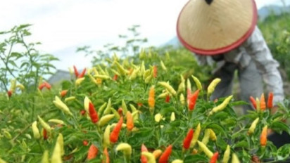 Jelang Kemarau El Nino, Pemprov DKI Jakarta Bagi-bagi Benih Tanaman Cepat Panen