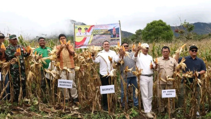 Bupati Pakpak Bharat Panen Raya Jagung Bersama Staf  Khusus Menteri Koordiantor Kemaritiman