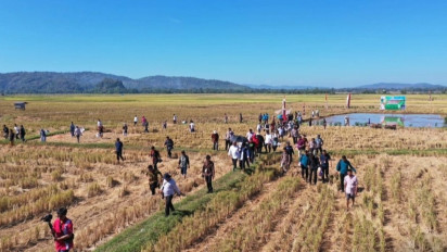 Hasil Panen Meningkat Berkat Mandiri Benih Padi, Gubernur Andi Sudirman : Tingkatkan Perekonomian dan Kesejahteraan Petani