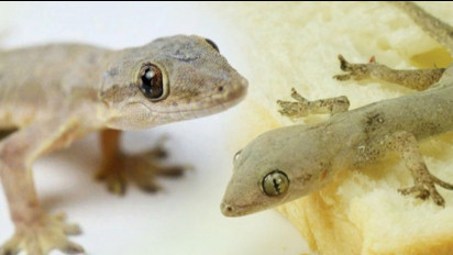 Ada Cicak di Dinding Sebaiknya Langsung Diberantas Saja? Ternyata ini Alasan Cicak Perlu Dibunuh Menurut Buya Yahya