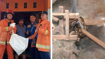 Bikin Kaget, Hendak Beri Makan Ayamnya, Warga Gresik Malah Temukan Ular Sebesar Paha di Atas Kandang