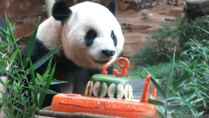 Menggemaskan Tingkah Panda Cai Tao saat Taman Safari Indonesia Rayakan Ulang Tahunnya yang Ke-13