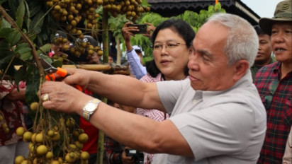 Gubernur Kaltim Isran Noor Launching Benih Pisang Sekaligus Panen Kelengkeng di UPTD BBI TPH Loa Janan