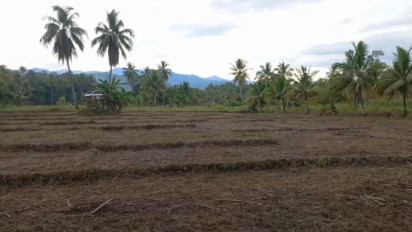 Irigasi Tidak Kunjung Diperbaiki, Hampir 2 Tahun Petani di Madina Tidak Bisa Menanam Padi