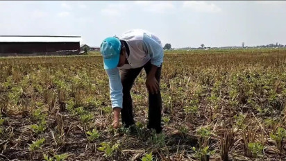 Bertahan Hadapi Kemarau Panjang, Ini yang Dilakukan Petani di Pati Jawa Tengah