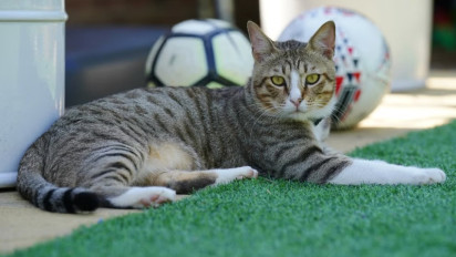 Hari Kucing Sedunia: 3 Kisah Unik Kucing dengan Sepak Bola
