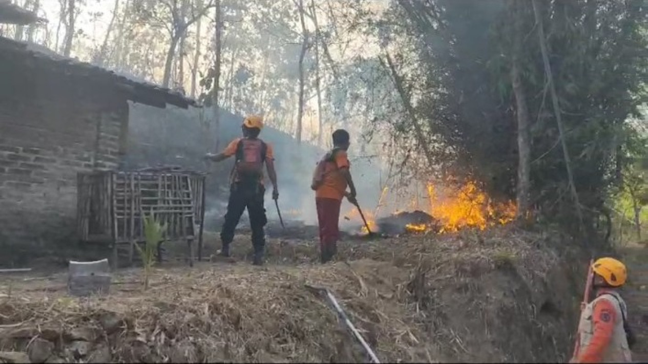 Hutan Jati Seluas 4 Hektar di Ponorogo Terbakar
            - galeri foto