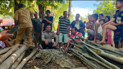 Heboh, Buaya Sepanjang 2,5 Meter Terjerat Jaring Nelayan Tapteng, Berhasil Ditangkap 