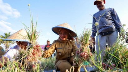 Gunakan Teknologi Semi Organik, Petani Bawang Merah di Banyuwangi Hasilkan 14,2 Ton per Hektar