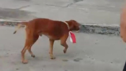 Viral Video Staf PKS SAS Muara Basung Bengkalis Lecehkan Simbol Negara, Kalungkan Bendera Merah Putih ke Anjing, Langsung Ditangkap Polisi