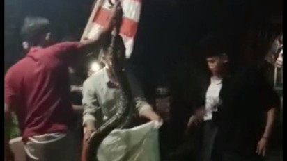 Diduga Sering Makan Peliharaan Milik Warga, Ular Piton di Selokan Berhasil Ditangkap