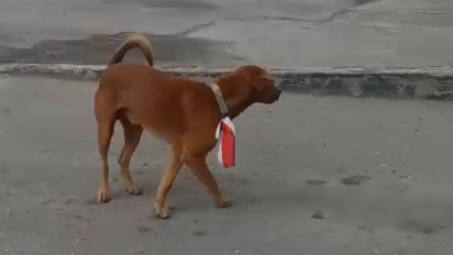 Viral! Kalungkan Bendera Merah Putih ke Seekor Anjing, Pria Ini Berakhir di Penjara