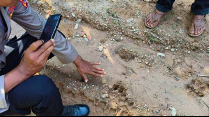 Ditemukan Sudah Berlumur Darah, Ternak Sapi Warga jadi Sasar Empuk Harimua Sumatera