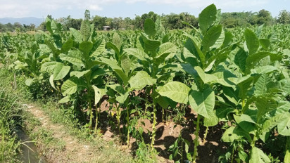 Petani Tembakau Probolinggo Waspada Gudang Nakal, Harga Tembakau di Pasaran Bisa Tembus Rp85.000 Kg