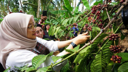 Memiliki Rasa Unik, Kopi Robusta Banyuwangi akan Dipatenkan