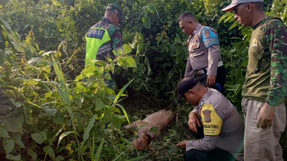 Harimau Sumatera Kembali Terkam Anak Sapi Warga di Banda Alam Aceh Timur
