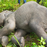 Seekor Anak Gajah di PLG Minas Riau Ditemukan Mati, Ini Penyebabnya