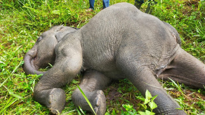Seekor Anak Gajah di PLG Minas Riau Ditemukan Mati, Ini Penyebabnya