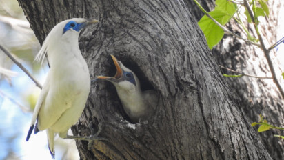 Cegah Pencurian dengan Legalkan Penangkaran, Populasi Jalak Bali di Taman Nasional Bali Barat Terus Bertambah