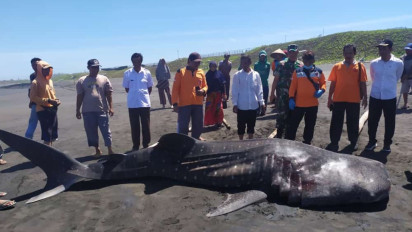 Bangkai Hiu Tutul Sepanjang 5 Meter Terdampar di Pantai Selatan Purworejo, Jadi Tontonan Warga