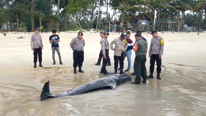 Ikan Paus Sepanjang 4 Meter Terdampar di Pantai Desa Nyiur Lingga