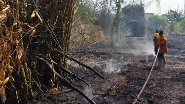 Kebakaran Besar Hanguskan Hutan Bambu di Kawasan Kebomas Kota Gresik