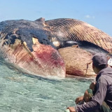 Foto-foto Ikan Paus Raksasa Seberat 10 Ton Terdampar di Perairan Kepulauan Selayar