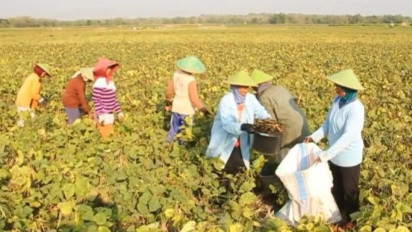 Dampak Kemarau, Petani di Blora Beralih Tanam Kacang Hijau di Lahan Bekas Sawah