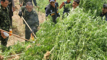 BNN Musnahkan 1,2 Hektare Ladang Ganja yang Ditemukan Pesawat BRIN