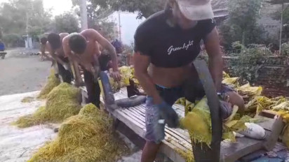 Berkah Musim Kemarau Tiba, Petani Tembakau di Probolinggo Panen Raya