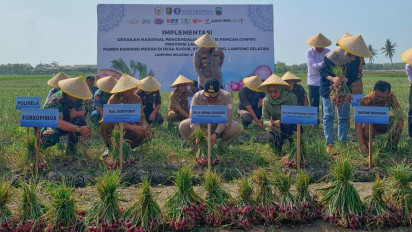 90 Persen Pasokan Bawang Merah di Lampung Ternyata Berasal dari Luar Provinsi