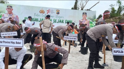 Lahan Bekas Tambang Timah di Bangka Belitung Ditanami Bibit Pohon Kayu Putih