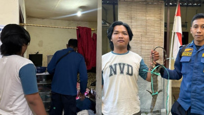 Hendak Tidur, Seorang Warga di Gresik Berteriak Ketakutan, Ada Seekor Biawak, Ini Kronologisnya