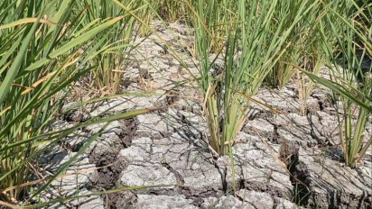 Dampak Cuaca Panas, Ribuan Hektar Lahan Pertanian di Sidoarjo Alami Kekeringan