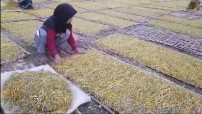 Petani Tembakau di Probolinggo Mengeluh, Harga Mahal Gudang Masih Belum Buka