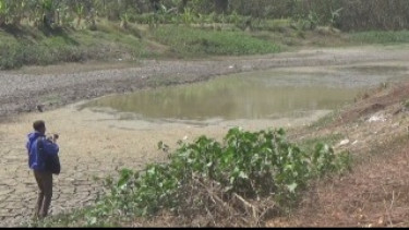 Waduk Mengering, Petani di Jombang Sesuaikan Jenis Tanaman