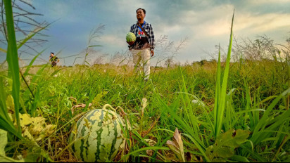 Musim Kemarau Jadi Berkah Melimpah bagi Petani Semangka di Bojonegoro